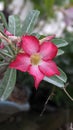 red frangipani flower. flowers that are often encountered on the street