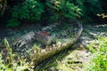 hull of destroyed wooden boat. An old rotten wooden boat in a shallow riverbed Royalty Free Stock Photo