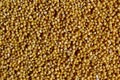 Hulled millet Royalty Free Stock Photo