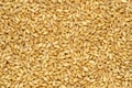 Hulless barley grains, also called naked barley, background and surface Royalty Free Stock Photo