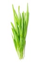 Bunch of hulless barley microgreens, ready-to-eat naked barley seedlings Royalty Free Stock Photo