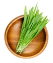 Hulless barley microgreens, naked barley seedlings, in wooden bowl Royalty Free Stock Photo