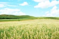 Hulless oat fields Royalty Free Stock Photo