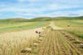 Hulless oat fields Royalty Free Stock Photo