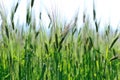 Hullessbarley in growth in the field Royalty Free Stock Photo