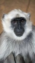 Hulman-Langur monkey sitting on a rock Close Up
