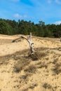 Hulshorsterzand, which is part of the nature reserve Leuvenumse Bos of Natuurmonumenten. Royalty Free Stock Photo