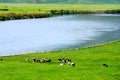 Landscape of Hulunbuir Grasslands Royalty Free Stock Photo
