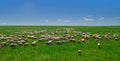 Hulunbuir prairie Royalty Free Stock Photo