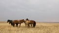 The hulunbuir prairie