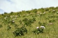 The hulunbuir prairie scenery.Wild flowers. Royalty Free Stock Photo