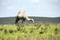 The hulunbuir prairie camels. Royalty Free Stock Photo