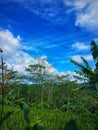 Huma Farmer's Trees and Plants plus views of the sky