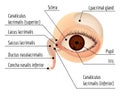 Humam eye infographic, cartoon style