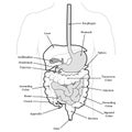 Human Abdomen