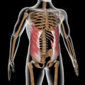 Human abdominal external oblique muscles on xray body