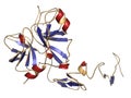 Human activated protein C APC, drotrecogin alfa, without Gla-domain. Has anti-thrombotic and anti-inflammatory properties. Used.