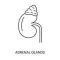 Human adrenal glands are an anatomical icon line in a vector, an illustration of the internal organ of the urinary