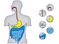 Human alimentary system Royalty Free Stock Photo