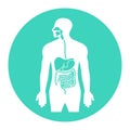 Human alimentary tract or digestive system organs flat vector icon for apps and websites