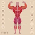 Human, anatomy, anterior muscles, sports, medical, vector Royalty Free Stock Photo