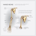 Human Anatomy Arm and Hand Bone