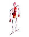 Human anatomy body isometric. Internal organs 3D. Organ systems