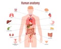 Human anatomy concept. Infographic poster with the internal organs of the male body. Respiratory, digestive, reproductive Royalty Free Stock Photo