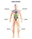 Human anatomy design vector illustration