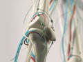 Human anatomy detail of knee. Bone structure on plain studio background.