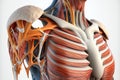 Human anatomy detail of shoulder. Muscle, bone structure, arteries