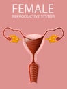 Close Up View of Female Reproductive System Banner Royalty Free Stock Photo
