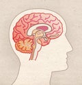 Human Anatomy drawing - Profile Head with BRAIN Sagittal section