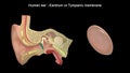 Human Ear - Inner Ear Parts - Eardrum