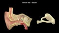 Human Ear - Inner Ear Parts - Stapes Royalty Free Stock Photo