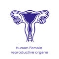 Human anatomy Female reproductive system, female reproductive organs. Organs location scheme uterus, cervix, ovary, fallopian tube Royalty Free Stock Photo