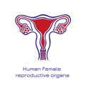 Human anatomy Female reproductive system, female reproductive organs. Organs location scheme uterus, cervix, ovary, fallopian tube Royalty Free Stock Photo