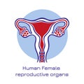 Human anatomy Female reproductive system, female reproductive organs. Organs location scheme uterus, cervix, ovary, fallopian tube Royalty Free Stock Photo