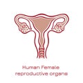 Human anatomy Female reproductive system, female reproductive organs. Organs location scheme uterus, cervix, ovary, fallopian tube Royalty Free Stock Photo