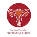 Human anatomy Female reproductive system, female reproductive organs. Organs location scheme uterus, cervix, ovary, fallopian tube Royalty Free Stock Photo