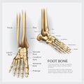 Human Anatomy Foot Bone