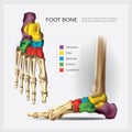 Human Anatomy Foot Bone