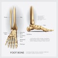 Human Anatomy Foot Bone