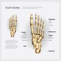 Human Anatomy Foot Bone