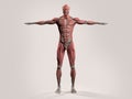 Human anatomy with front view of full body