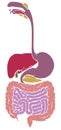Human Anatomy Gastrointestinal Tract Diagram