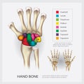 Human Anatomy Hand Bone