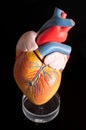 Human anatomy - heart