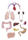 Set of human organs, internal organs. Anatomy. Vector illustration. Royalty Free Stock Photo