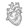 Human anatomy heart. Vector black vintage engraving illustration Royalty Free Stock Photo